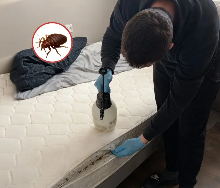 Technicien traitant un matelas contre les punaises de lit à Maisons-Laffitte